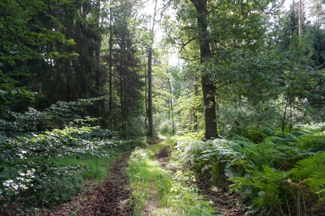 Waldweg am Muppberg