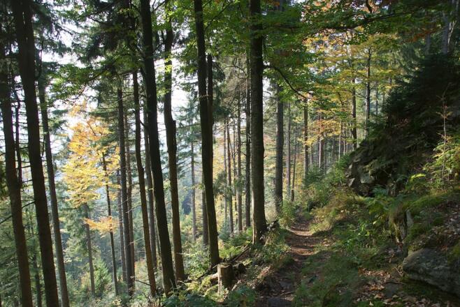 Waldweg unterm Hochstein
