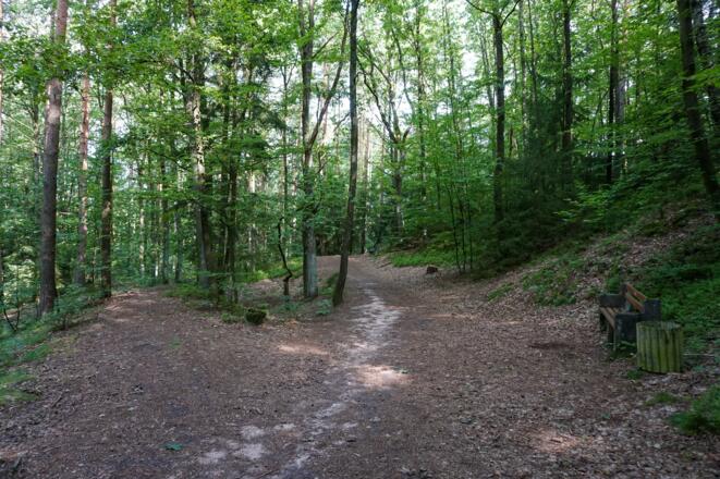 Wir folgen dem ausgetretenen Waldweg am Muppberg.