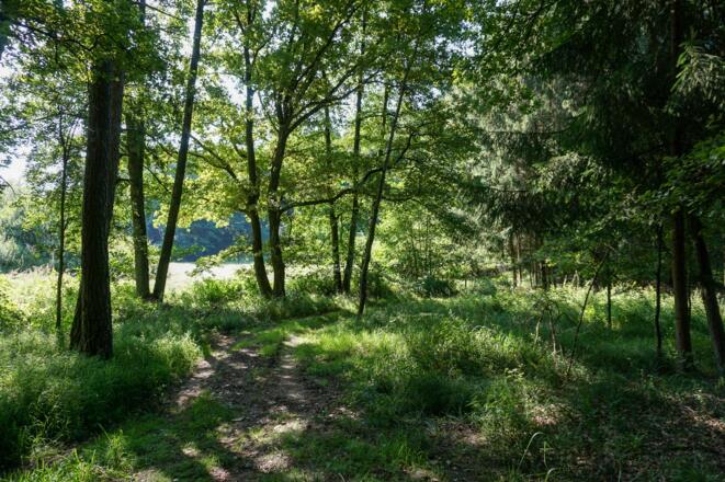 Waldstück auf dem Marktgraitzer Rundweg