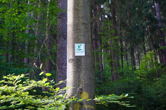 Ein Abschnitt des Weges ist mit dem Lutherweg-Zeichen markiert.