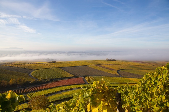 Weinberge bei Iphofen