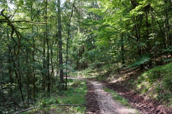 Waldweg am Muppberg