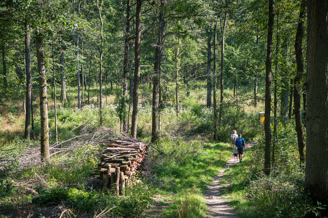 Laubwald mit historischer Waldnutzung