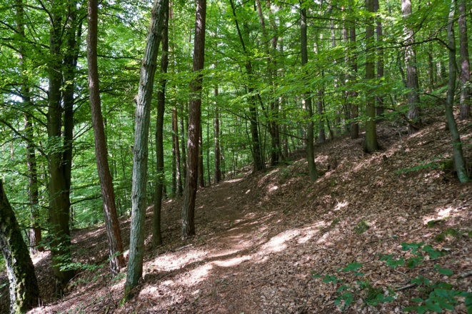 Waldpfad am Muppberg