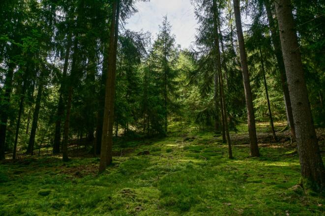 Schattiger Wald am Muppberg