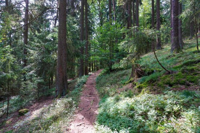 Waldpfad am Muppberg