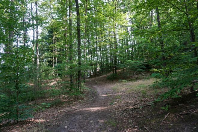 Wir folgen dem ausgetretenen Waldweg am Muppberg.