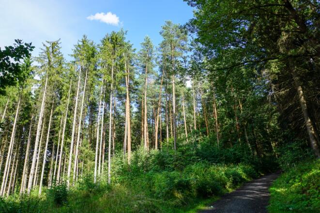 Waldweg in der Einberger Schweiz