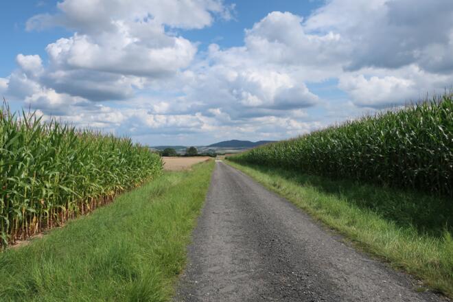 Auf dem Weg nach Neuses an den Eichen