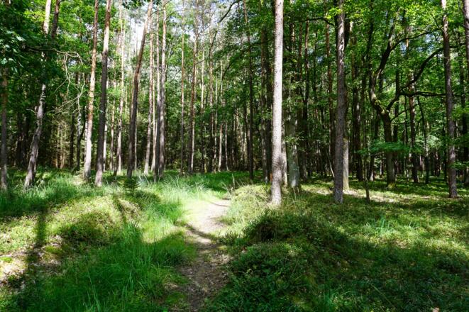 Waldstück auf dem Marktgraitzer Rundweg