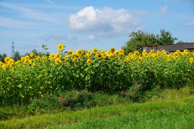 Sonnenblumenfeld Marktgraitz