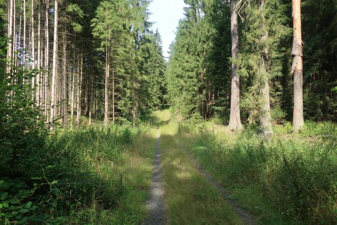 Durch den Wald am Plestener Berg