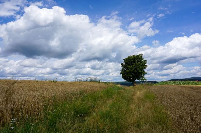 Getreidefelder kurz vor Schneckenlohe