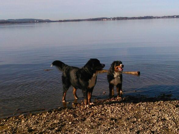 Hunde