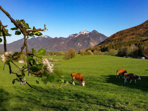Hoderhof im Sommer