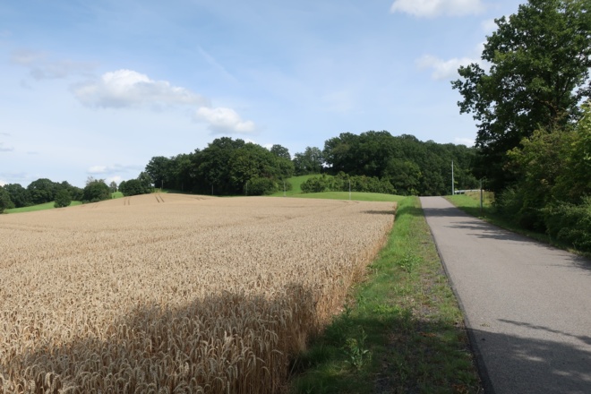 Am Getreidefeld entlang