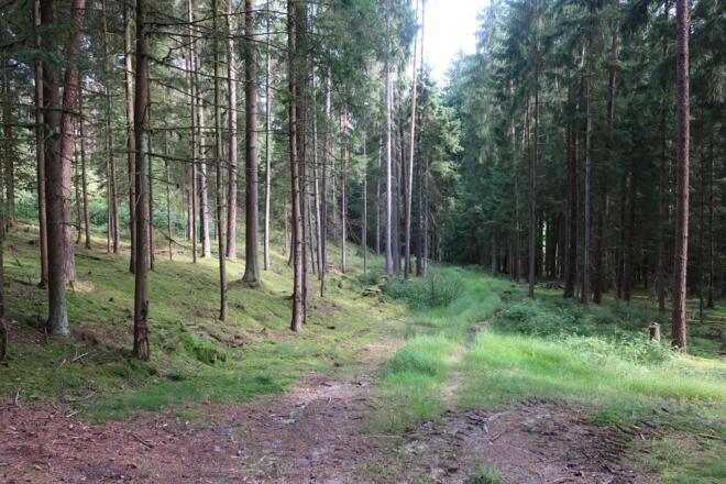 Durch den Wald am Plestener Berg