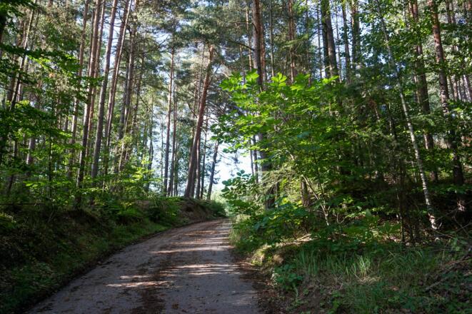 Durch den Wald geht es bergauf.