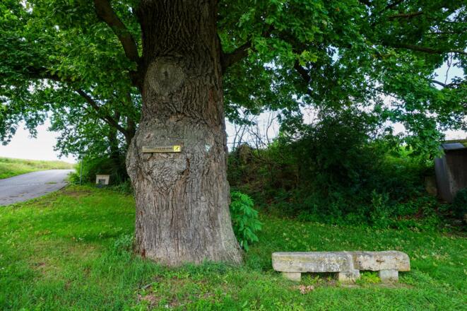 300-jährige Eiche in Untermerzbach