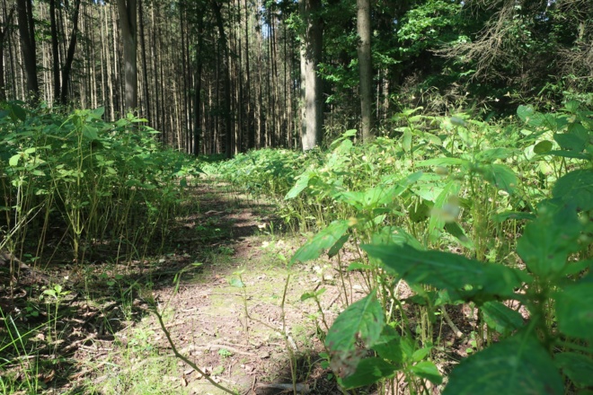 Und durch den Wald geht es auch.