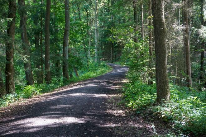 Waldweg in der Einberger Schweiz