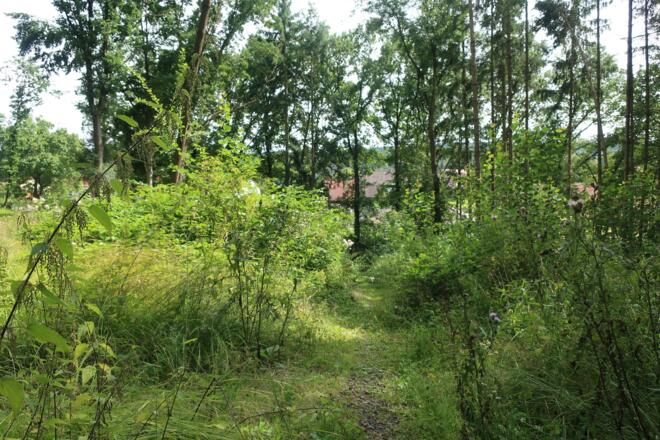 Durch ein Waldstück in Grub am Forst