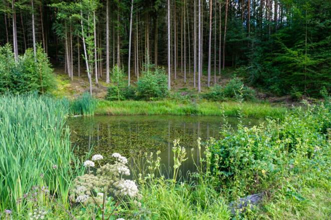 Kleiner Teich nahe der Saulochklamm