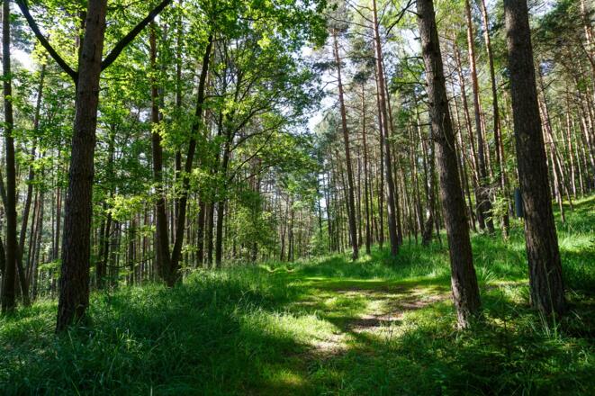 Waldstück auf dem Marktgraitzer Rundweg