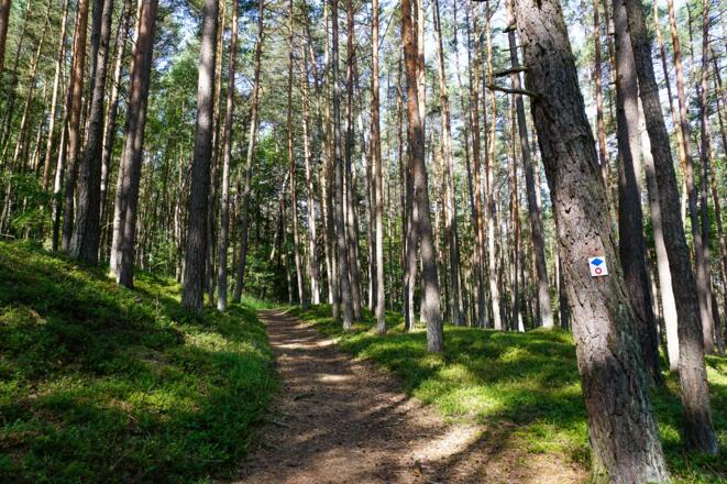 Waldstück auf dem Marktgraitzer Rundweg