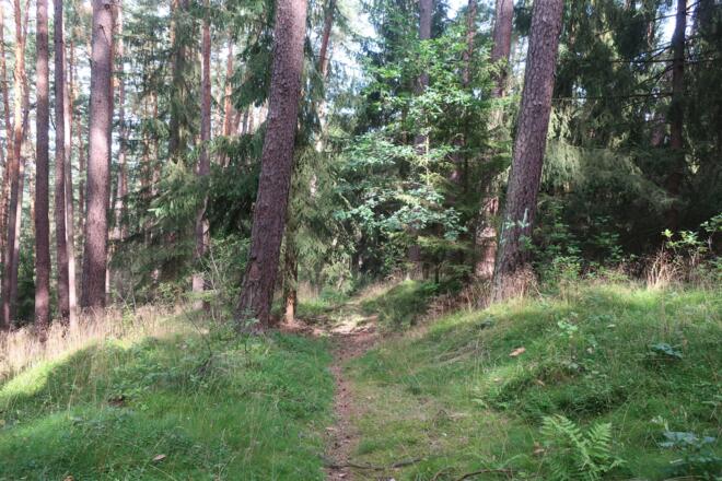 Durch den Wald am Plestener Berg