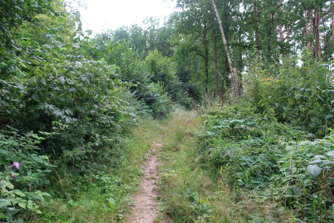 Durch ein Waldstück in Grub am Forst