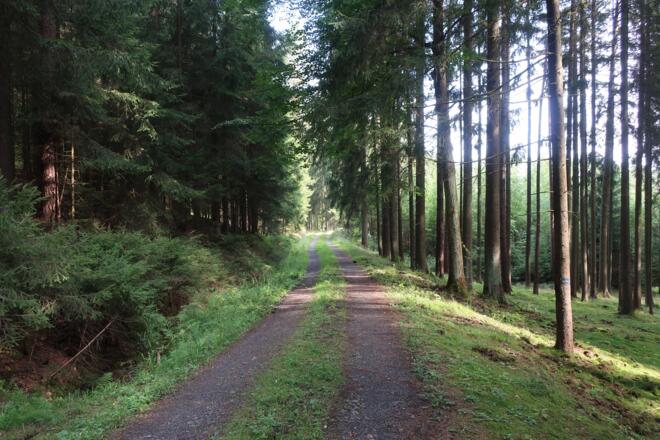 Durch den Wald am Plestener Berg