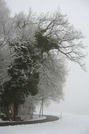 Marieneiche bei Lanzing im Winter