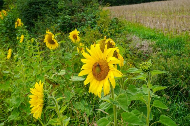Sonnenblumenfeld am Wegesrand