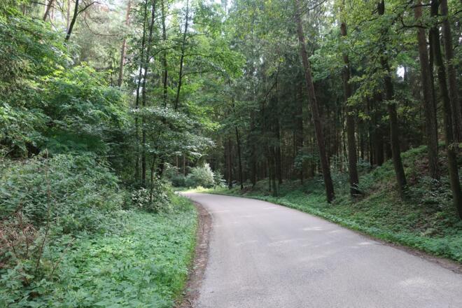 In den Wald hinein