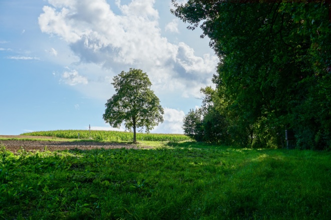 Kurz vor Thierach endet der Wald.