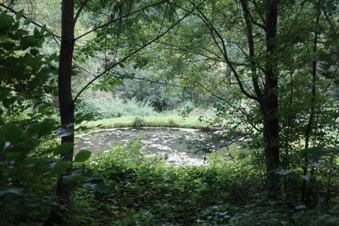 Teich im Mönchrödener Forst
