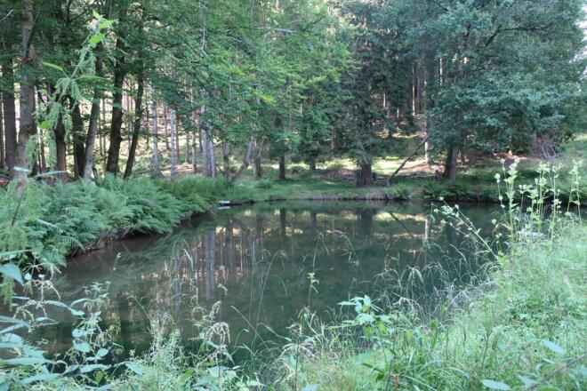 Teich im Mönchrödener Forst