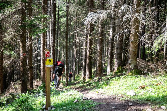 Knackig geht es bergab über Teile des Sattelbauer Trails - 1