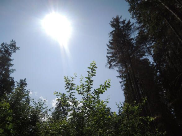 Die Sonne scheint zwischen den Bäumen hindurch.