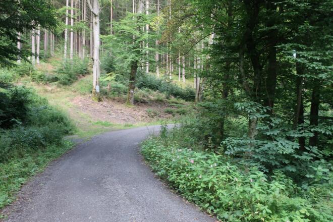 Durch den Mönchrödener Forst
