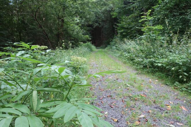 Rundweg Weinberg Kulm