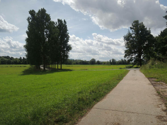 Die Allee führt uns nach Meschenbach.