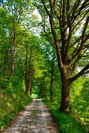Wanderweg bei Eschau