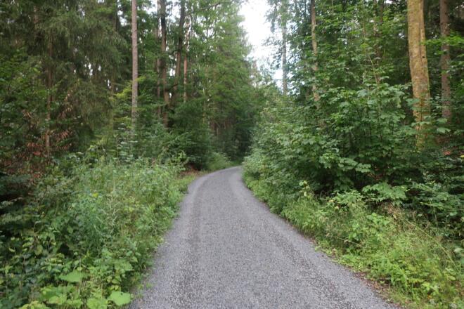Durch den Mönchrödener Forst