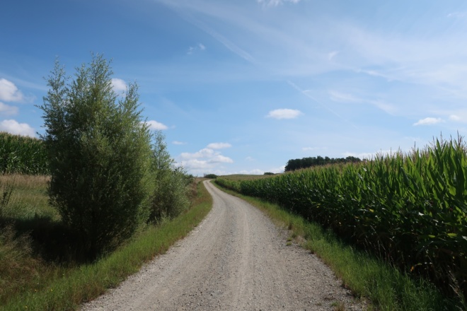 An Maisfeldern entlang auf dem Sagenwanderweg Ost