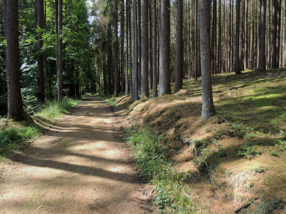 Durch den Wald im Naherholungsgebiet Ebersdorf