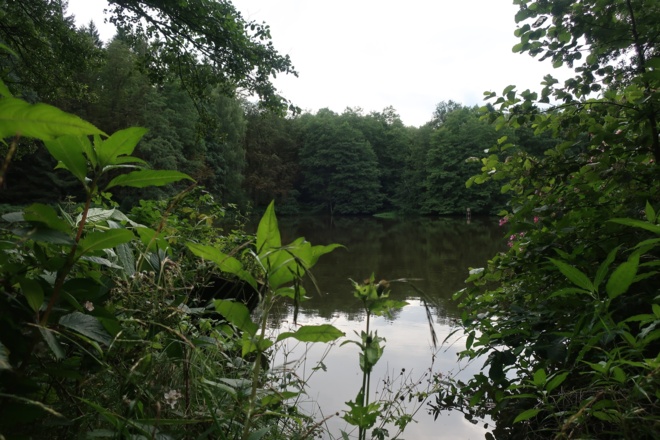 Krötenteich