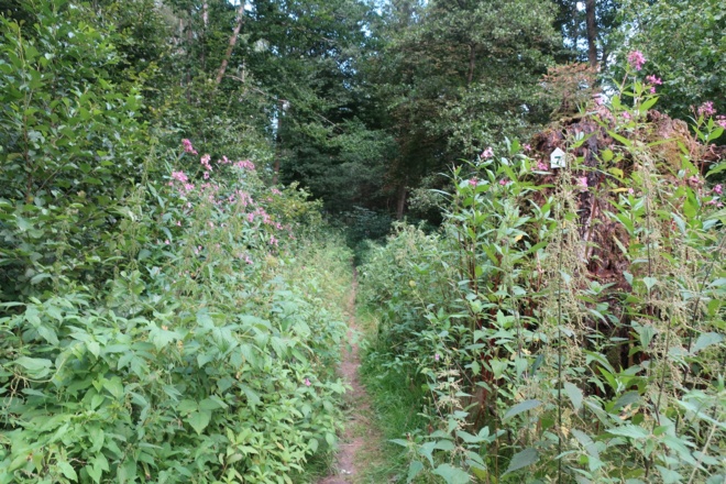Zugewachsener Weg
